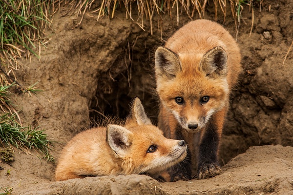 Red Fox Kits_F3O0120 - Foxes - Walter Nussbaumer Photography  