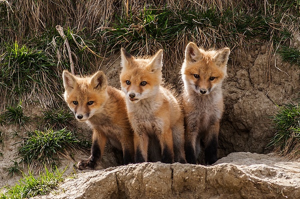 Kits_F3O9945 - Foxes - Walter Nussbaumer Photography 