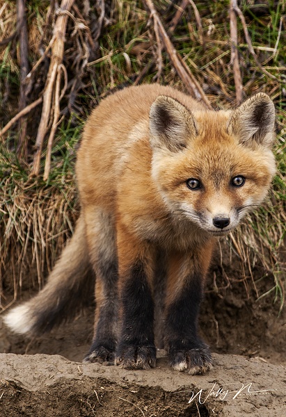 Red Fox Kit_F3O0141 - Foxes - Walter Nussbaumer Photography  