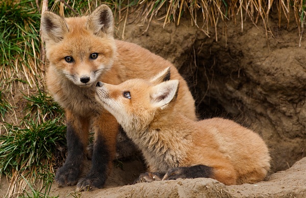 Red Fox Kits CPC _F3O0130 - Foxes - Walter Nussbaumer Photography  