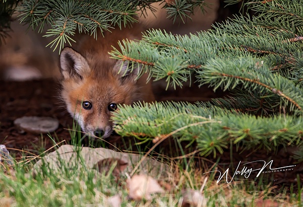 Fox Kit_073A6936 - Foxes - Walter Nussbaumer Photography  