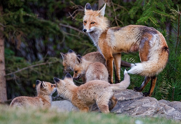 Red Fox Family073A6800 - Foxes - Walter Nussbaumer Photography 