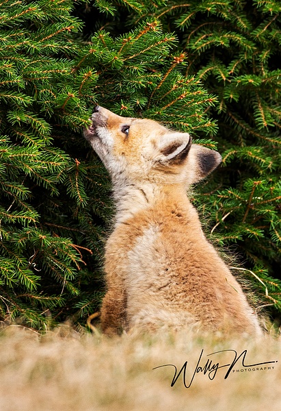 Fox Kit_073A6948 - Foxes - Walter Nussbaumer Photography 