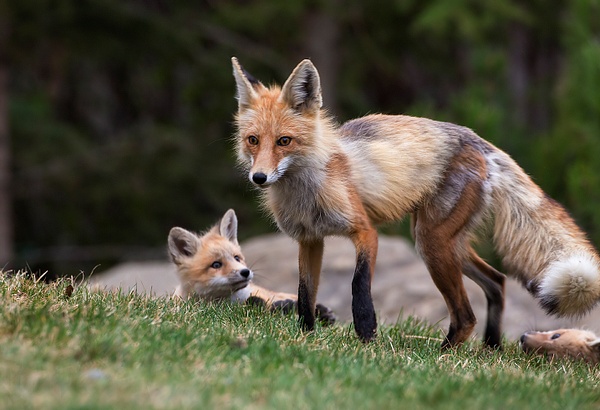 Red Fox and Kits073A7037 - Foxes - Walter Nussbaumer Photography 