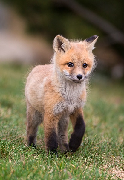 Red Fox Kit_073A6928 - Foxes - Walter Nussbaumer Photography  