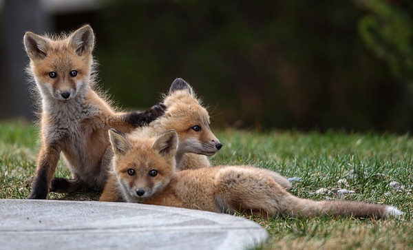 Red Fox Kits_073A7092 - Foxes - Walter Nussbaumer Photography  