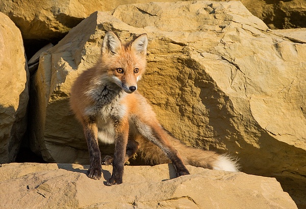 Red Fox_73A0051 - Foxes - Walter Nussbaumer Photography  