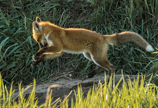 Red Fox Kit_0R8A4386 - Foxes - Walter Nussbaumer Photography 