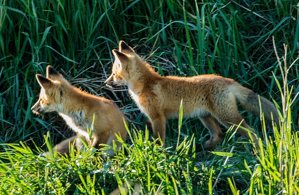 Red Fox Kits_0R8A4117 - Foxes - Walter Nussbaumer Photography  
