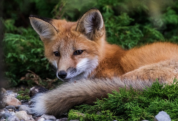 Red Fox Kit_0R8A0186 - Foxes - Walter Nussbaumer Photography  