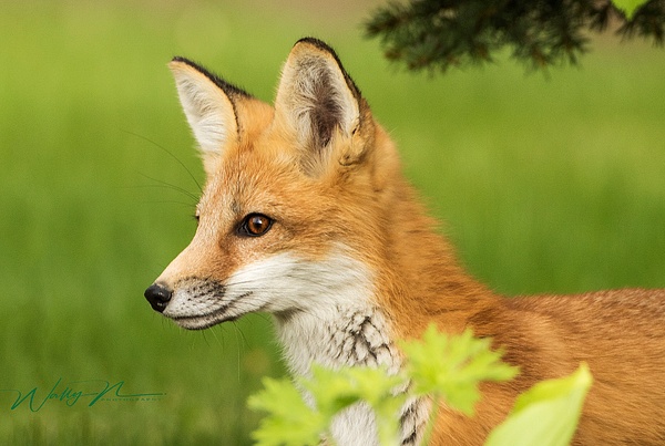 Red Fox Kit-06-2016_0R8A9955 - Foxes - Walter Nussbaumer Photography  