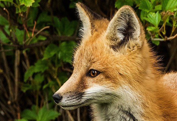 Red Fox Kit_0R8A0215 - Foxes - Walter Nussbaumer Photography 
