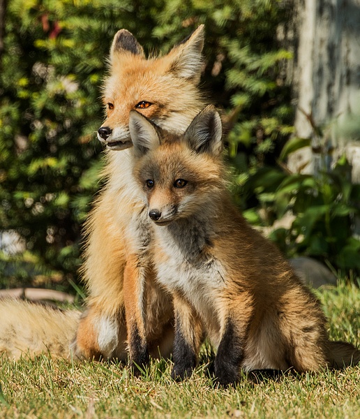 Red Fox and Kit_0R8A0520 - Foxes - Walter Nussbaumer Photography  