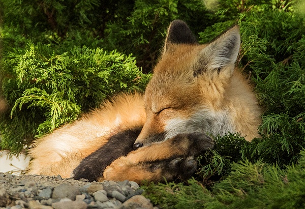RF Naptime_0R8A9872 - Foxes - Walter Nussbaumer Photography 