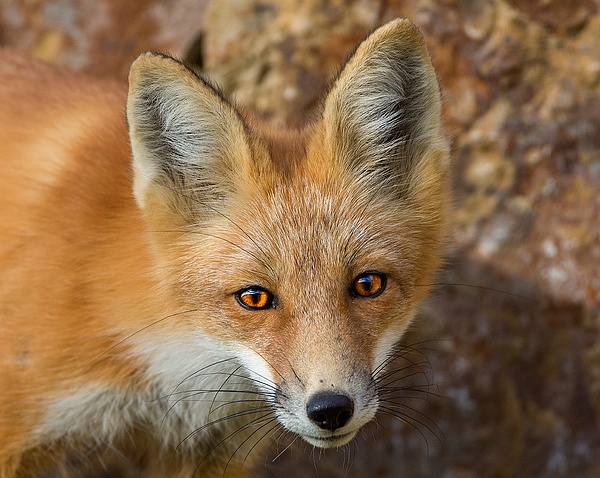 Red Fox_73A1038 - Foxes - Walter Nussbaumer Photography 