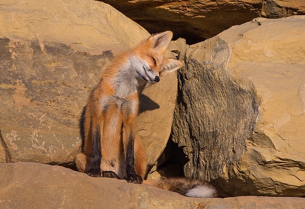 Red Fox_73A0951 - Foxes - Walter Nussbaumer Photography 