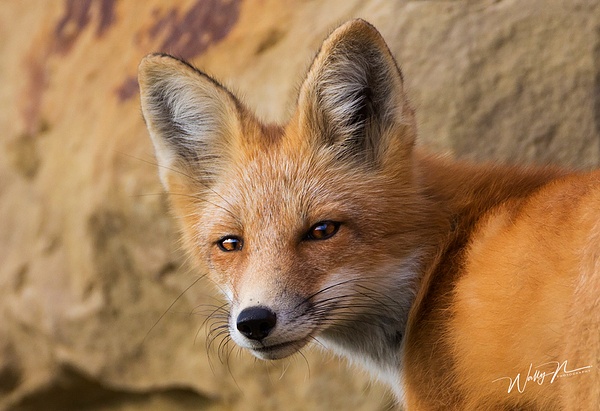 Red Fox_73A1021 - Foxes - Walter Nussbaumer Photography 