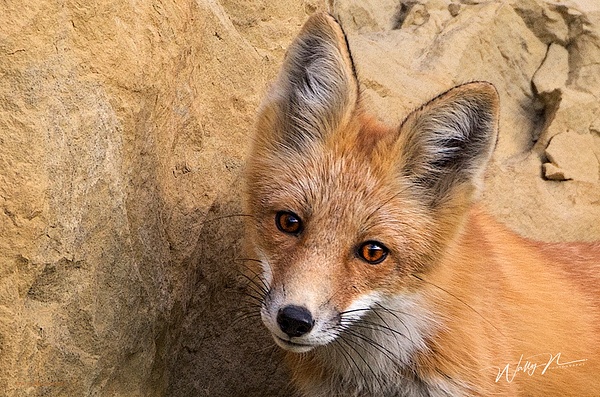 Red Fox_73A1048 - Foxes - Walter Nussbaumer Photography  