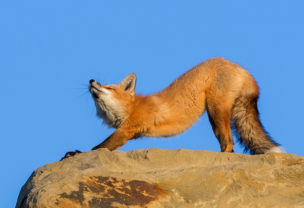 Red Fox_13 x 19__73A0564 - Foxes - Walter Nussbaumer Photography  