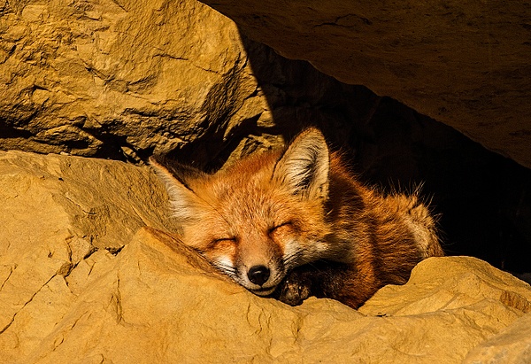 Red Fox Kit_IMG_0171 - Walter Nussbaumer 