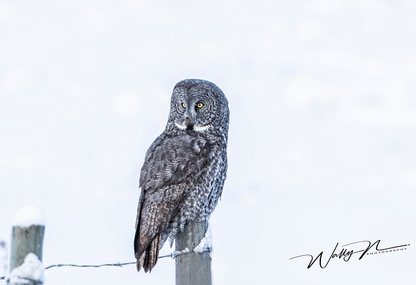 GGO_R8A6355 - Great Grey Owls - Walter Nussbaumer Photography 