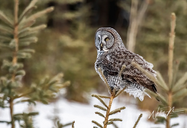 GGO_DSC_0186 - Great Grey Owls - Walter Nussbaumer Photography 