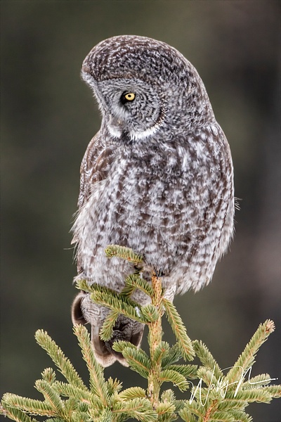 GGO_R8A6280 - Great Grey Owls - Walter Nussbaumer Photography 
