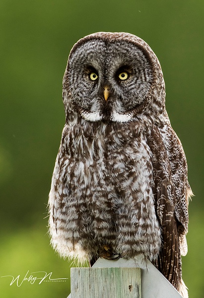 Great Gray Owl_ - Walter Nussbaumer 