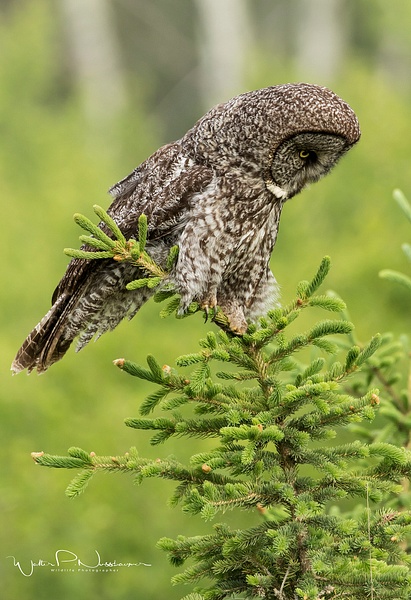 Great Gray Owl_00220 - Great Grey Owls - Walter Nussbaumer Photography 