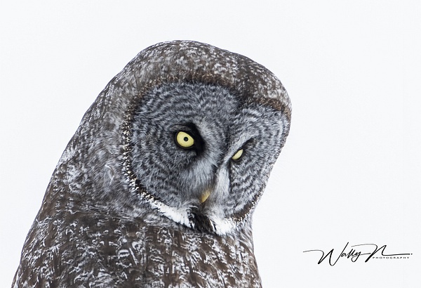 GGO_R8A7141 - Great Grey Owls - Walter Nussbaumer Photography  