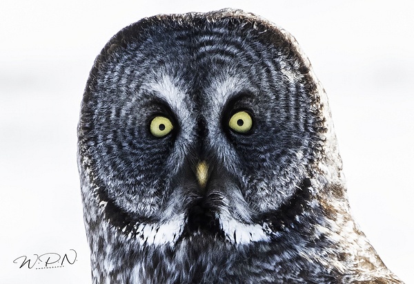 GGO-2020-03-21_R8A6984 - Great Grey Owls - Walter Nussbaumer Photography 