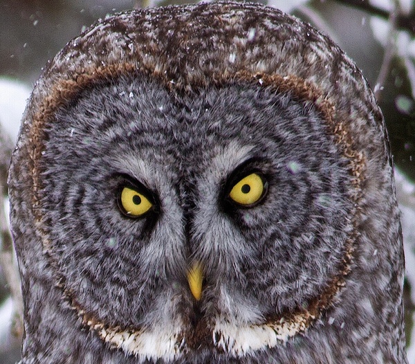 Great Grey Owl_11_04_2013_IMG_6460 - Great Grey Owls - Walter Nussbaumer Photography 