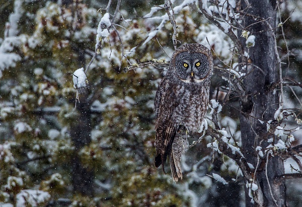 Great Grey Owl_073A6488 - Great Grey Owls - Walter Nussbaumer Photography  