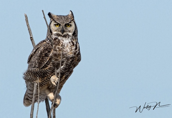 GHO_30_03_2013073A6399 - Great Horned Owl - Walter Nussbaumer Photography 