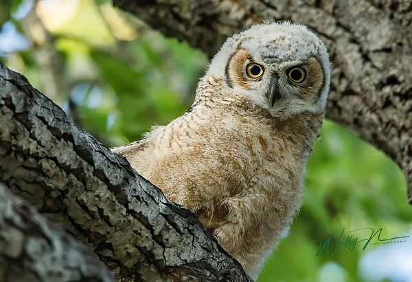 Fledgling_0R8A3866 - Great Horned Owl - Walter Nussbaumer Photography  