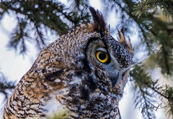 GHO_DSC6581 - Great Horned Owl - Walter Nussbaumer Photography  