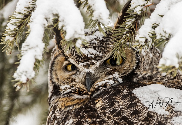 GHO_05-02-2017_0R8A6986 - Great Horned Owl - Walter Nussbaumer 