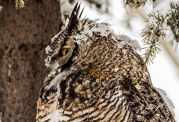 GHO_05-02-2017_0R8A6993 - Great Horned Owl - Walter Nussbaumer Photography 