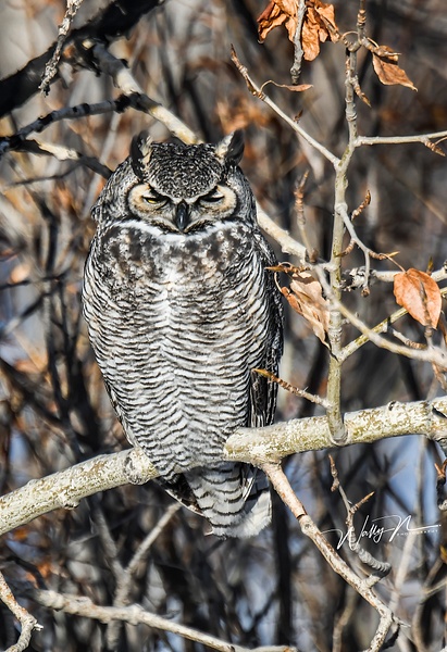 GHO_DSC_0064 - Great Horned Owl - Walter Nussbaumer Photography  