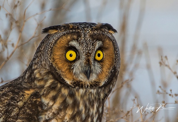 Long Eared owl_73A8237 - Long Eared Owl - Walter Nussbaumer Photography  