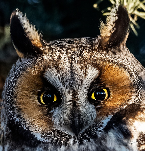 LEO_0R8A6579 - Long Eared Owl - Walter Nussbaumer Photography 