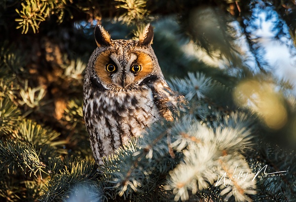 Long Eared Owl  _DSC6368 - Long Eared Owl - Walter Nussbaumer Photography 