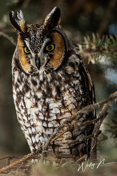 LHO_0R8A6514 - Long Eared Owl - Walter Nussbaumer Photography  