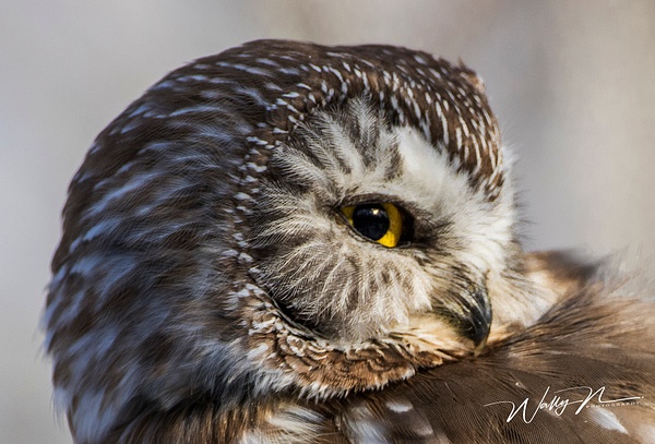 Saw Whet_0R8A6829 - Saw Whet Owl - Walter Nussbaumer Photography  