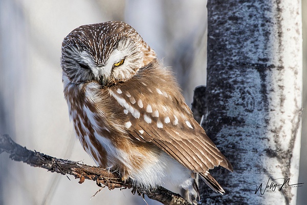Saw Whet 5_0R8A6725 - Saw Whet Owl - Walter Nussbaumer Photography 