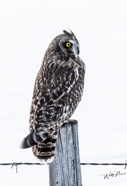 SEO_DSC4790 - Short Eared Owl - Walter Nussbaumer Photography  