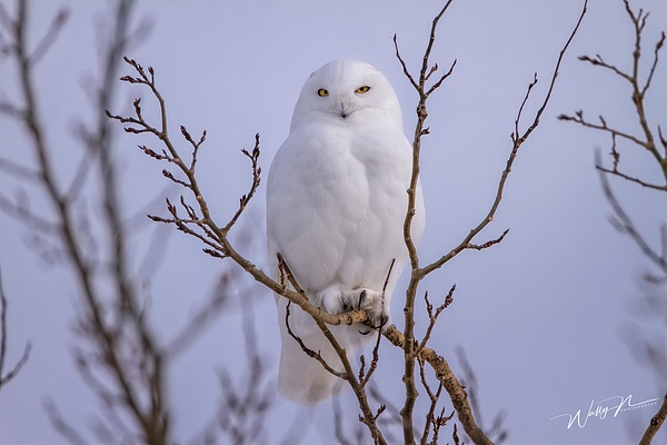 SO_IMG_6066 - Snowy Owl - Walter Nussbaumer Photography 