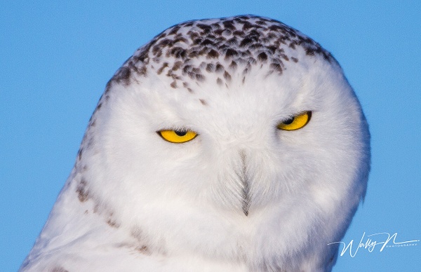 Snowy Owl_MG_5917 - Snowy Owl - Walter Nussbaumer Photography 