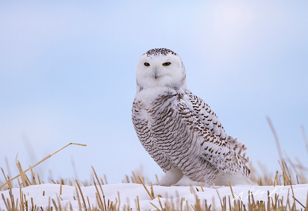 Snowy Owl_16_02_2013_IMG_5956 - Snowy Owl - Walter Nussbaumer Photography  