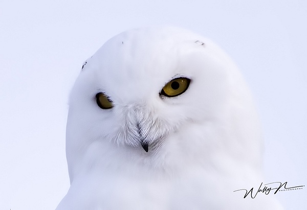 Snowy Owl_16_02_2013_IMG_6069 - Snowy Owl - Walter Nussbaumer Photography  